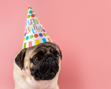 Komik Pug köpeği pembe arka planda mutlu yıllar şapkası takıyor..