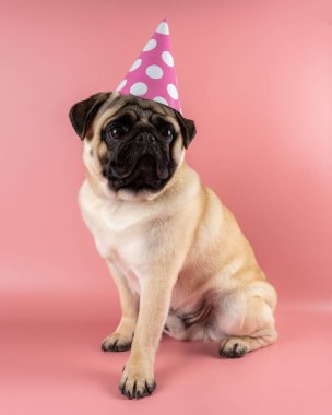 Funny Pug dog wearing happy birthday hat on pink background.