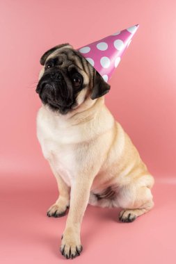Funny Pug dog wearing happy birthday hat on pink background.