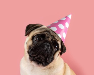 Komik Pug köpeği pembe arka planda mutlu yıllar şapkası takıyor..