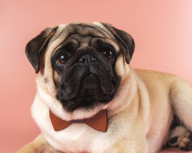 Cute Pug dog with bowtie on pink background.