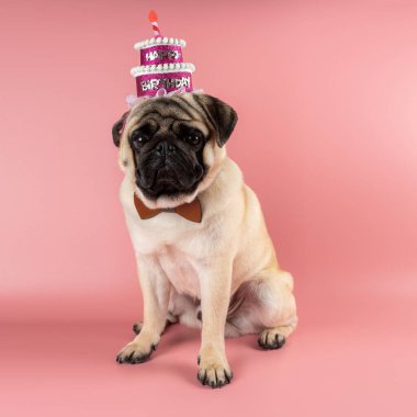 Funny Pug dog wearing pink happy birthday hat on pink background.