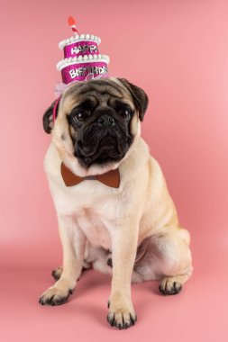 Funny Pug dog wearing pink happy birthday hat on pink background.