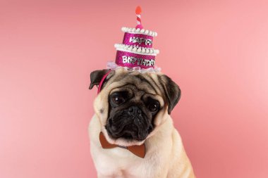 Komik Pug köpeği pembe mutlu yıllar şapkası takıyor pembe arka planda.