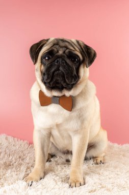 Pembe arka planda papyonlu sevimli Pug köpeği..