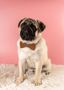 Cute Pug dog with bowtie on pink background.
