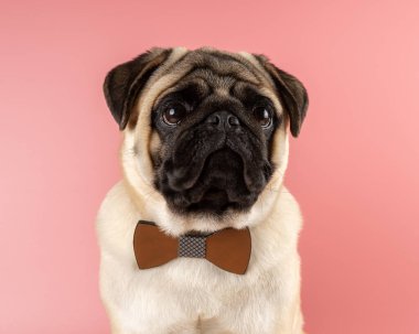 Pembe arka planda papyonlu sevimli Pug köpeği..