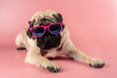 Pembe arka planda pembe gözlüklü komik Pug köpeği..