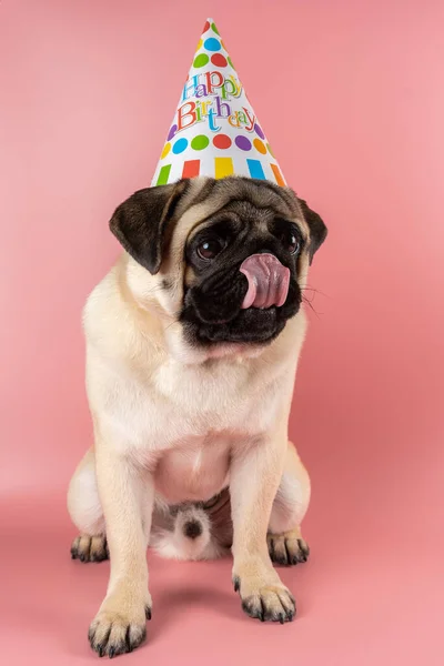 Funny Pug dog with tongue wearing happy birthday hat on pink background.