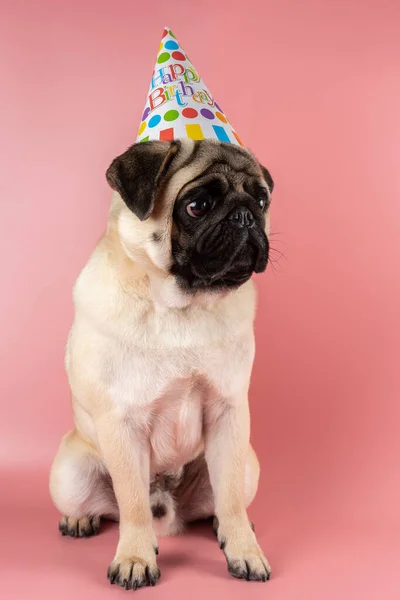 Funny Pug Dog Wearing Happy Birthday Hat Pink Background — Stockfoto