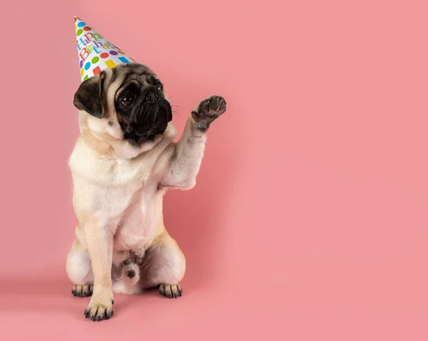 Funny Pug Dog Giving His Paw Wearing Happy Birthday Hat — Stockfoto