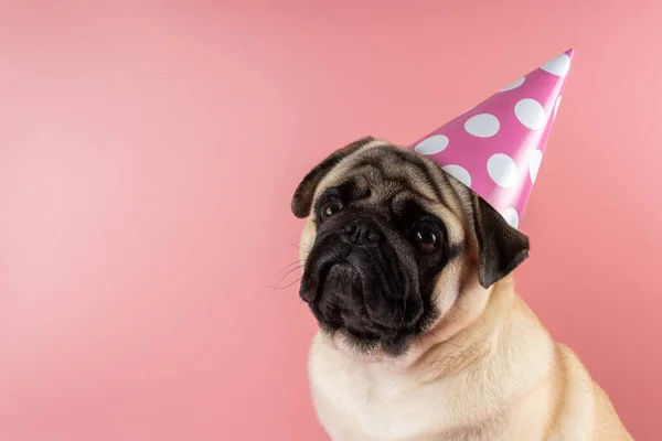 Funny Pug Dog Wearing Happy Birthday Hat Pink Background — Stockfoto