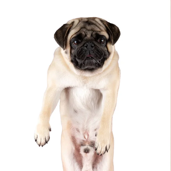Zicht Grappige Pug Hond Geïsoleerd Witte Achtergrond — Stockfoto