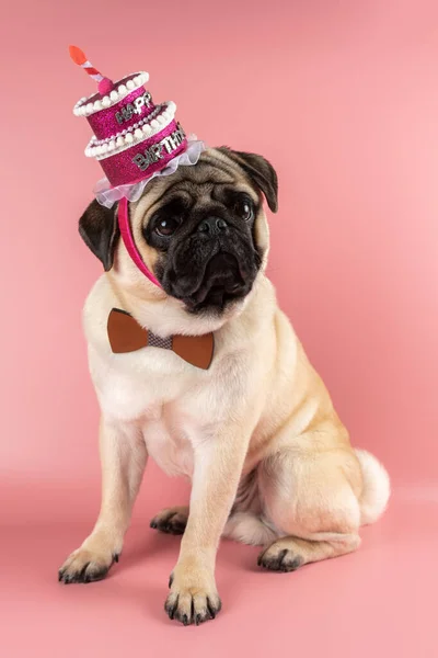 Funny Pug dog wearing pink happy birthday hat on pink background.