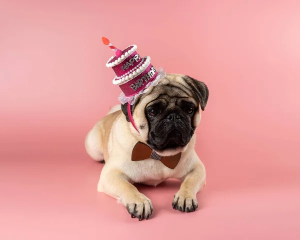 Funny Pug dog wearing pink happy birthday hat on pink background.