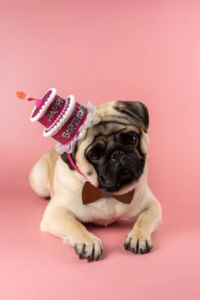 Funny Pug dog wearing pink happy birthday hat on pink background.