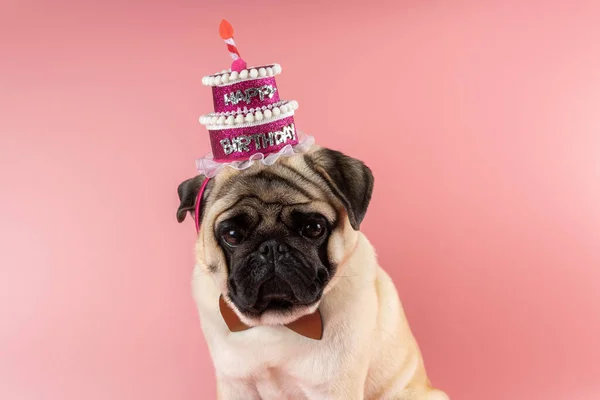 Funny Pug dog wearing pink happy birthday hat on pink background.