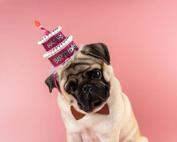 Funny Pug dog wearing pink happy birthday hat on pink background.