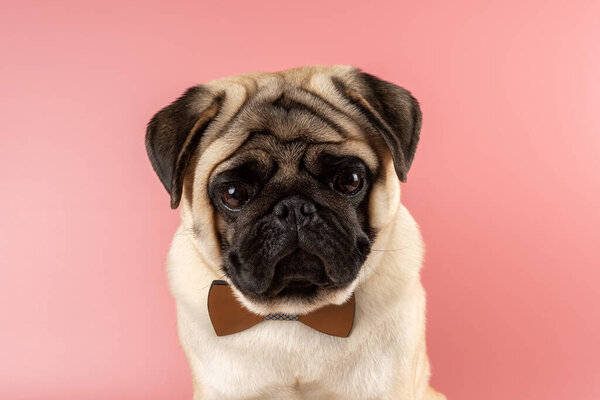 Cute Pug dog with bowtie on pink background.
