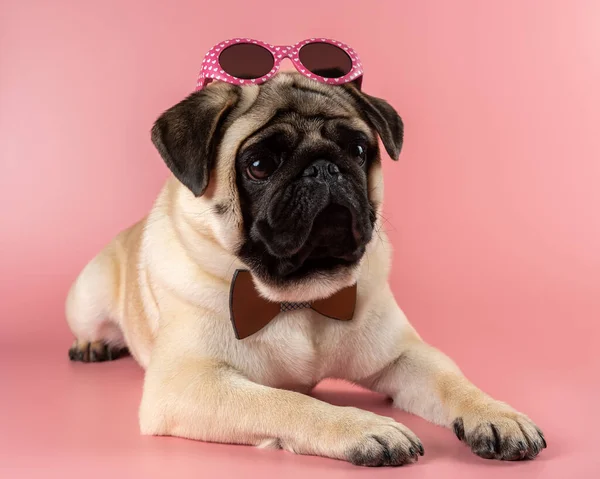 Funny Pug dog with pink glasses on pink background.