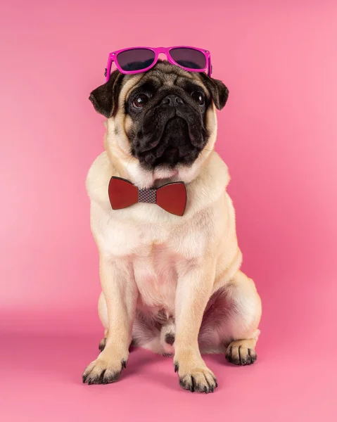 Funny Pug dog with pink glasses on pink background.