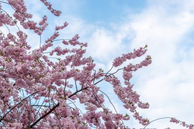 Güzel bir bahar kiraz ağacı. Sığ alan derinliği. 