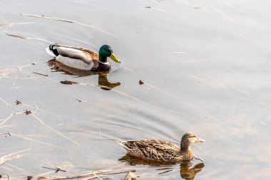 İki ördek nehirde yüzüyor..