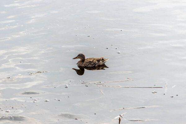 Mallard Duck swims in the river.