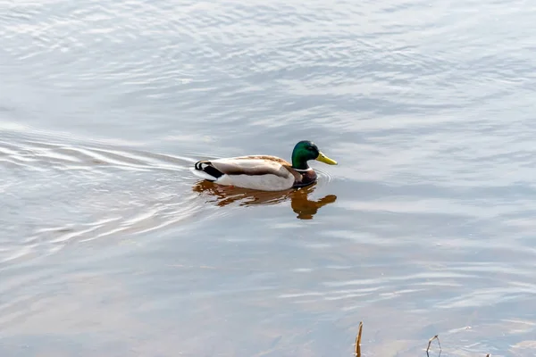Mallard Duck Swims River — Photo
