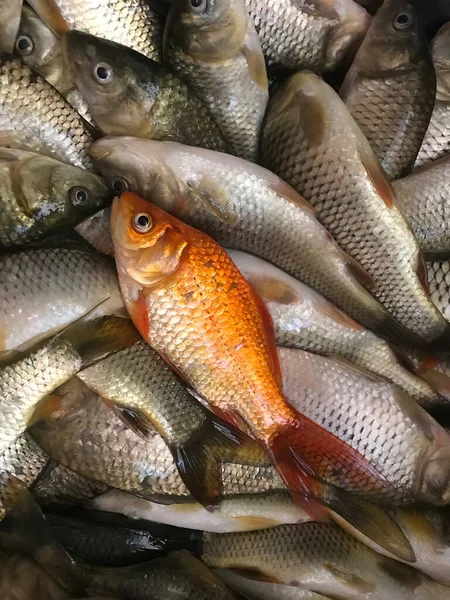 Goldfish with fresh caught fish. Raw fish background.
