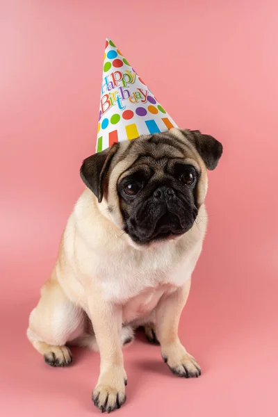 Pug dog with happy birthday hat on pink background.