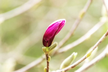 Bulanık arkaplanda, ağaçta pembe manolya çiçeği.