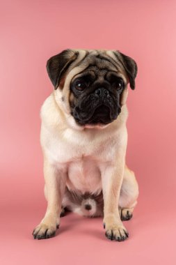 Cute Pug dog sitting on pink background.