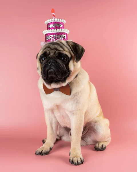 Funny Pug dog wearing pink happy birthday hat on pink background.