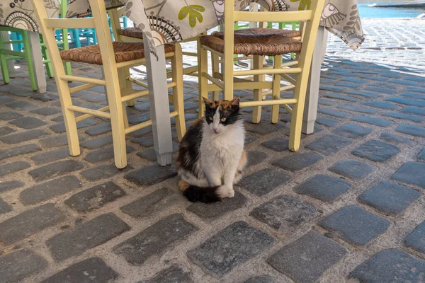 Cat Sitting Floor Greek Taverna — Zdjęcie stockowe