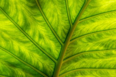 Çizgilerin ve Yeşil Palmiye yaprağının dokusunun yakın görüntüsü. Doğa arkaplanı.