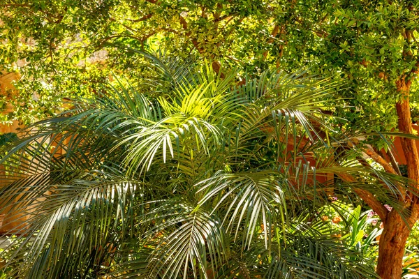 Zöld Pálmalevelek Trópusi Háttere — Stock Fotó