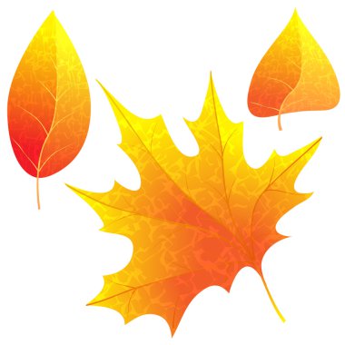 Parlak sonbahar yaprakları.