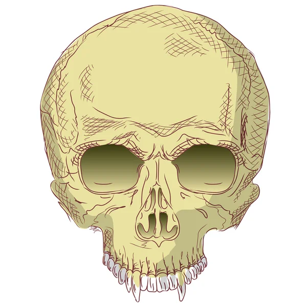人間の頭蓋骨. — ストックベクタ