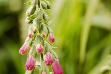 çiçekleri parlak güneşli yaz gün.