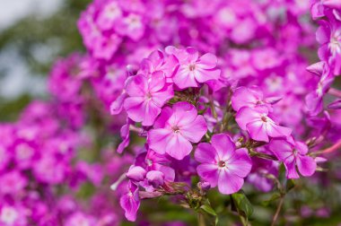 çiçekleri parlak güneşli yaz gün.