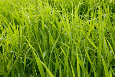 çiçekleri parlak güneşli yaz gün.