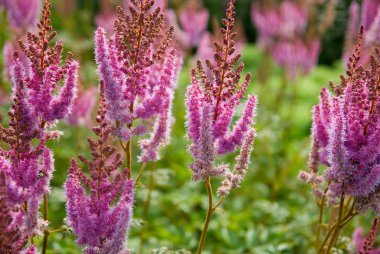 çiçekleri parlak güneşli yaz gün.