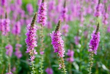 çiçekleri parlak güneşli yaz gün.