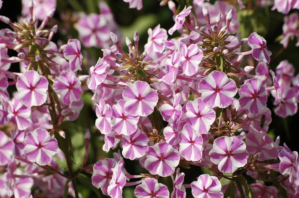 Flores día de verano soleado brillante . — Foto de Stock