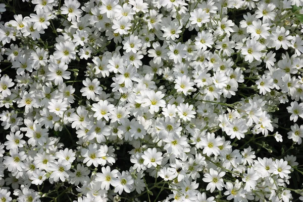 Blommor ljusa soliga sommardag. — Stockfoto
