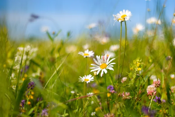 Blumen hell sonniger Sommertag. — Stockfoto