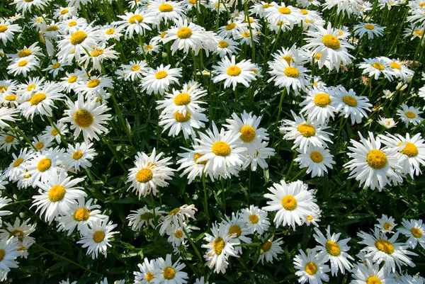 明るい日当たりの良い夏の日の花. — ストック写真