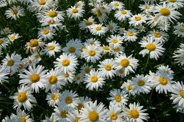 Virágok ragyogó napsütéses nyári napon. — Stock Fotó