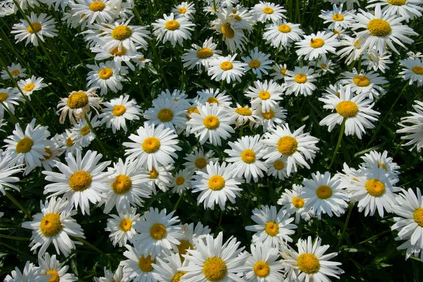 Flores dia de verão ensolarado brilhante . — Fotografia de Stock